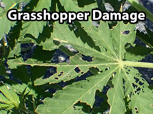 Example of grasshopper damage on a cannabis leaf