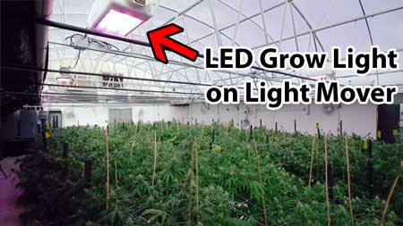 Example of growing cannabis plants in a greenhouse. The light from the sun has been supplemented by the light from LEDs (which are on light movers)