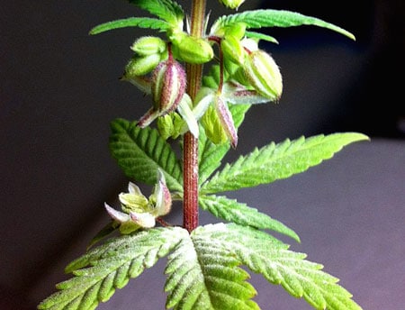 Making feminized cannabis seeds