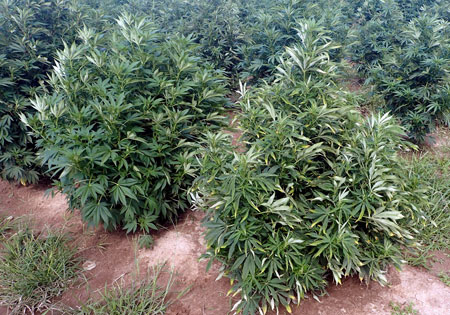 Potato leafhoppers can cause "hopperburn" on cannabis plants