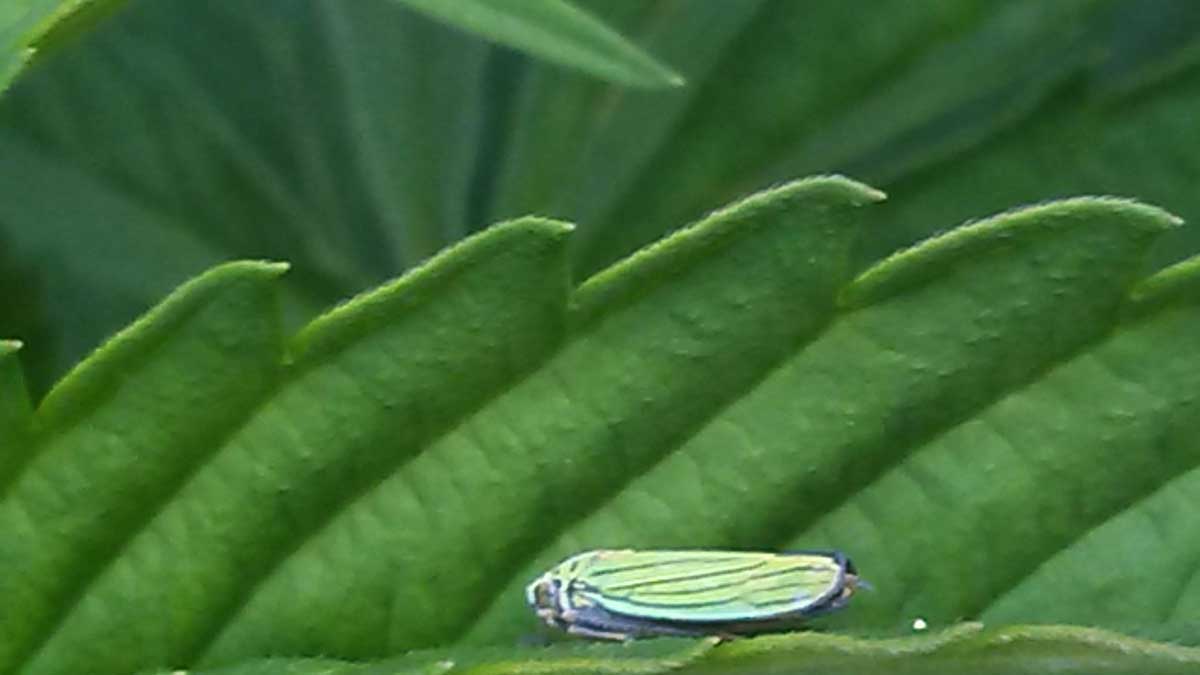leafhopper rid leafhoppers cannabis marijuana damage bug leaf plant weed pest growweedeasy