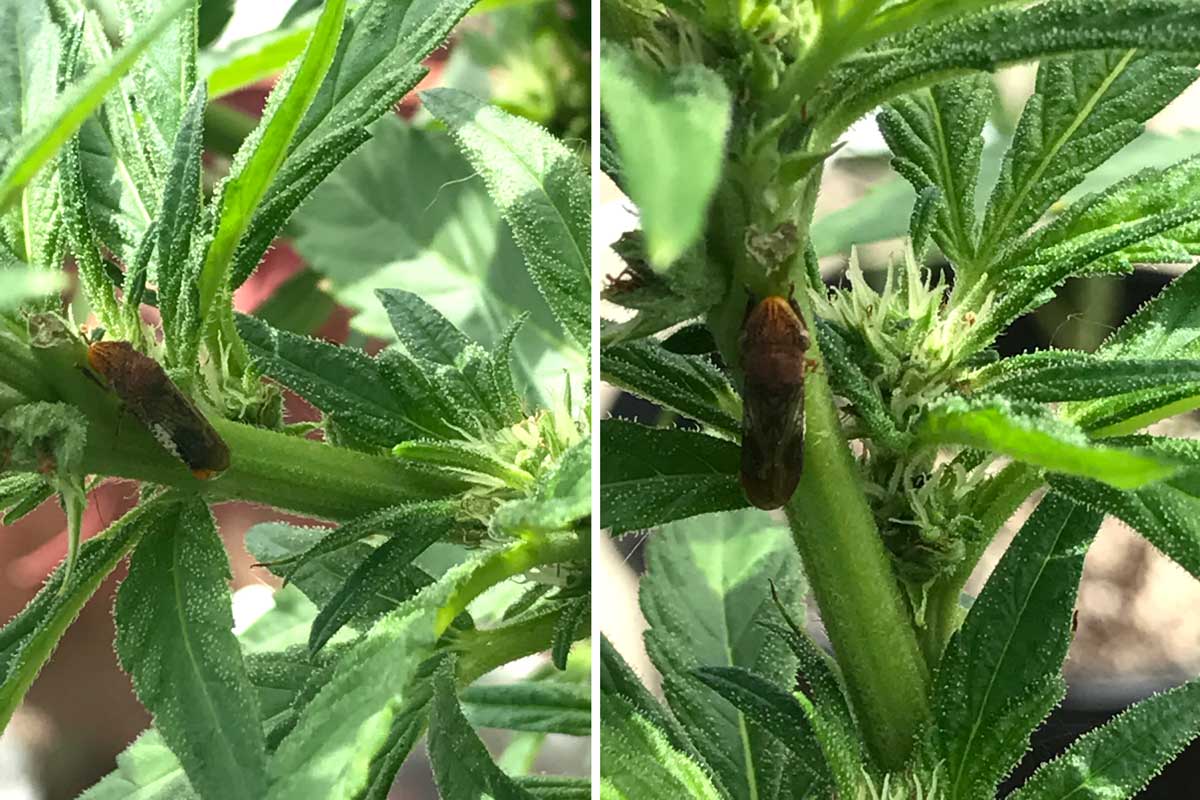 leafhopper cannabis leafhoppers damage rid leaf marijuana plant weed growweedeasy remedies