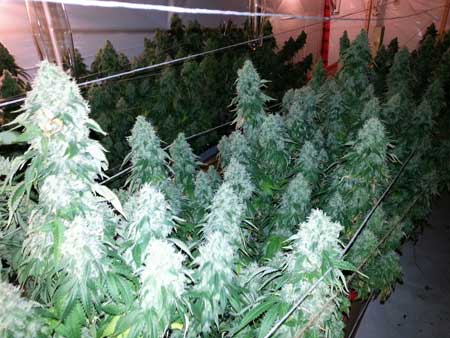 Long thick colas from plants that have been trained to grow long and flat. Growing under powerful lights like HPS can give you long and thick colas.