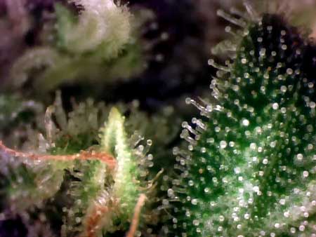 An extreme closeup of cannabis in the flowering stage so you can see the glandular stalked trichomes