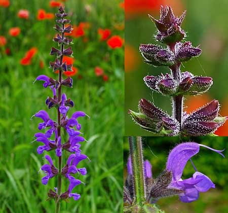 This meadow sage (salvia) plant is covered in trichomes