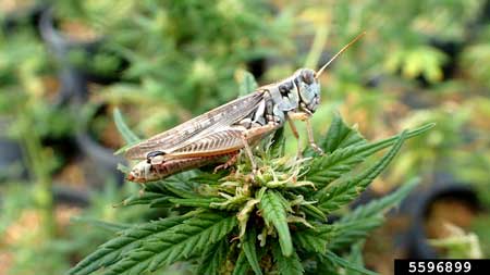 Example of a Migratory grasshopper (Melanoplus sanguinipes) on a cannabis plant.