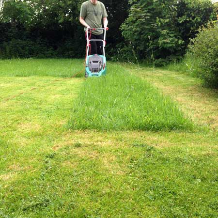 Mow lawn weekly. Short grass helps stop grasshoppers from eating your weed plants.