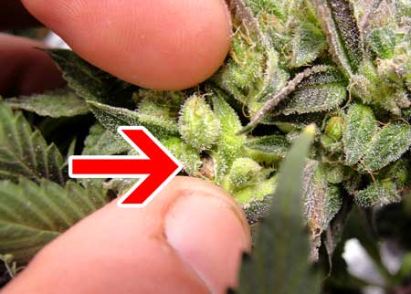 Pollinated marijuana bud being held open so new seed is exposed