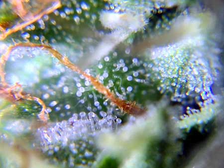 Example of cannabis trichomes that are mostly cloudy white. These buds are at peak potency and the plant is ready to be harvested if the grower wants.