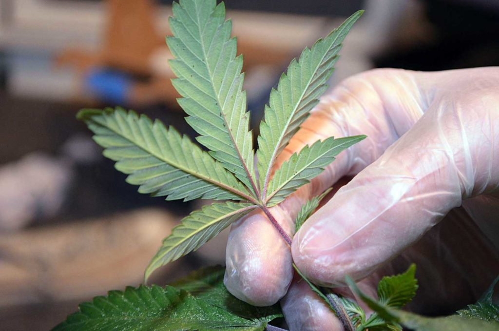 Spider mites on cannabis leaf