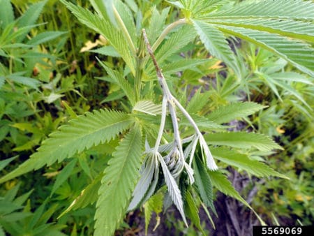 Spur-throated grasshopper (Melanoplus) stem damage on cannabis