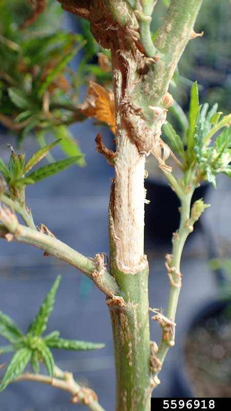 The two-stripped grasshopper ate this cannabis stem totally bare! Check out this extensive grasshopper stem damage.