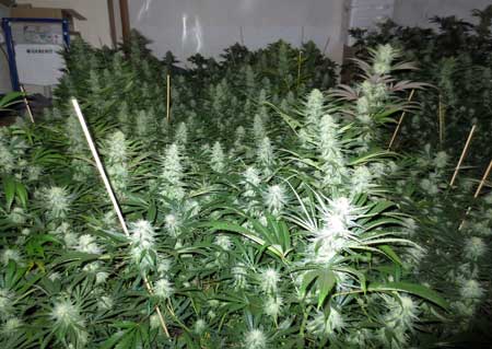 Example of cannabis buds in a "Scrog" (Screen of Green) setup. By having many colas about the same height and distance from the light, you can increase your yields because all buds will fatten up more than if they were lower down on the plant.