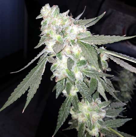 Example of a Tahoe OG bud completely encrusted with trichomes