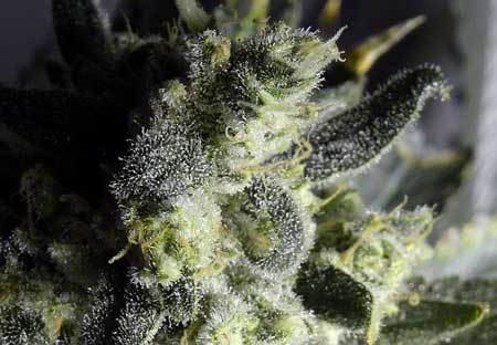 Closeup of a cannabis buds, showing thousands of trichomes full of THC and other cannabinoids, giving cannabis its potency