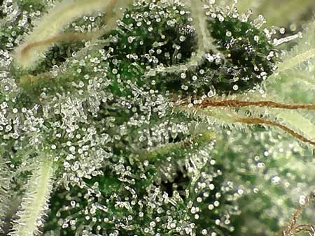 These trichomes are still almost completely clear, which means this cannabis plant is not ready to harvest yet