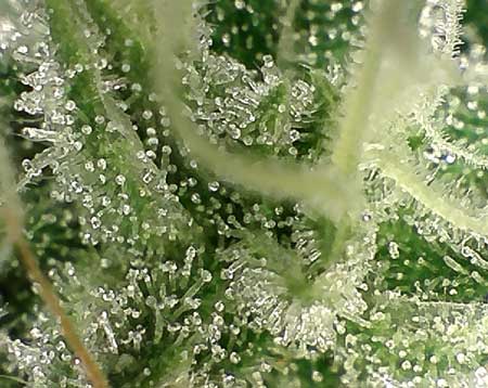 The trichomes on this cannabis plant are still small. As the buds mature the trichome "heads" will start looking fat and heavy.