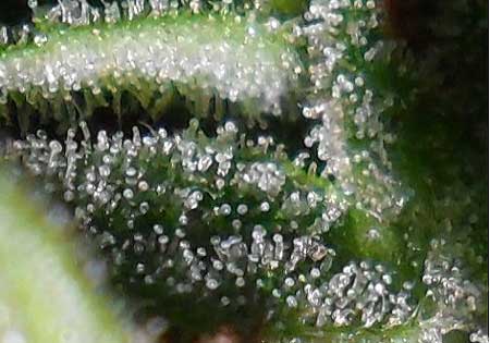 Example of cannabis trichomes at the very beginning of the harvest window