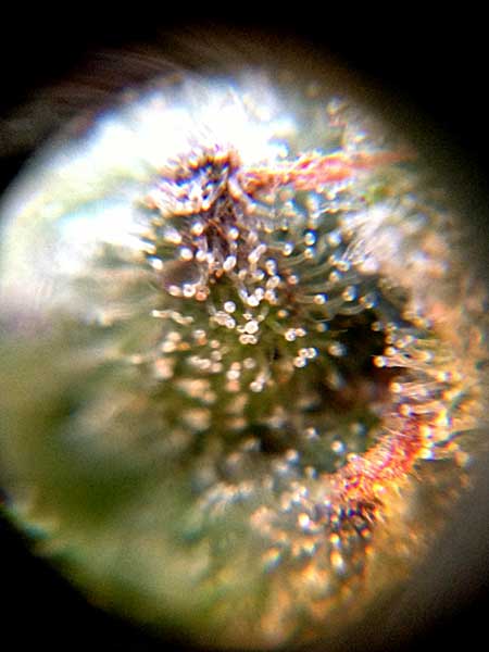 These trichomes under a jeweler's loupe (magnifier) show that this cannabis plant is ready to harvest