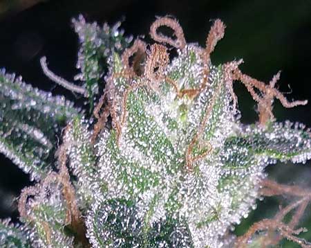 This cannabis picture was taken by a Samsung Galaxy 4 camera phone