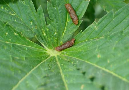 Grasshoppers leave little brown poops on your cannabis leaves, too! Yes, those came from a grasshopper.