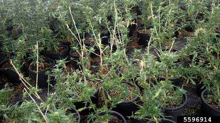 The two-striped grasshopper species (Melanoplus bivittatus) decimated this hemp field. Many of the hemp plants have no leaves. Some plants look like barren sticks.