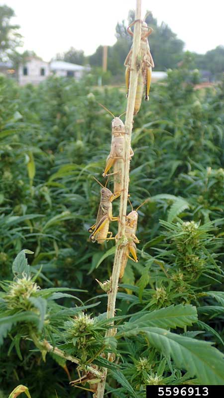 Here's an example of a bunch of bold two-striped grasshoppers (Melanoplus bivittatus) chilling on a stem they stripped bare.