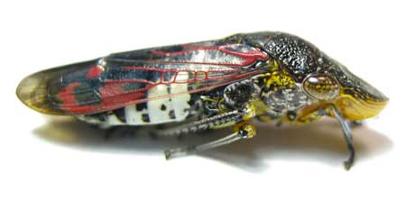 This species of leafhopper bug has a flat head