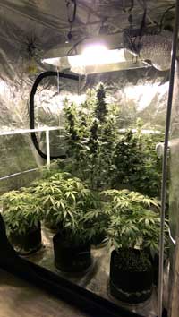 Example of plants thriving in a grow tent. If you're trying to create a cannabis growing environment from scratch, you may have to do some DIY which can feel overwhelming if you're just getting a grasp on growing. Utilizing a grow tent takes care of a bunch of environmental factors in one fell swoop.