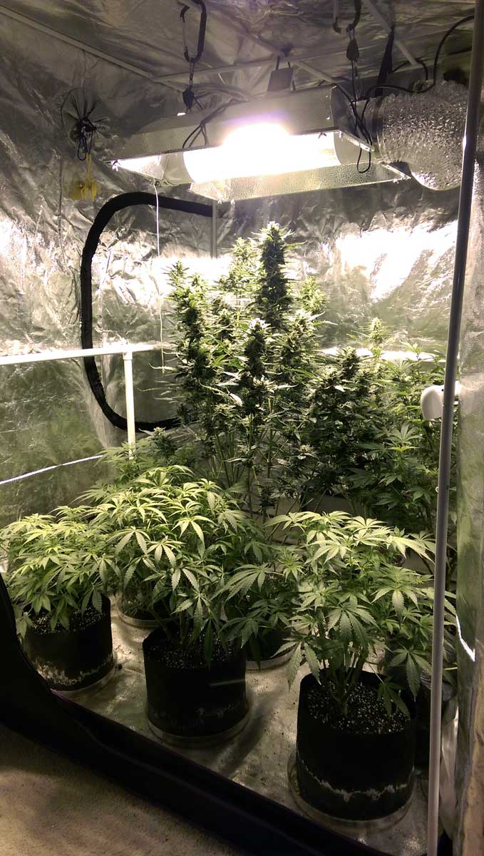 Small Grow Tent