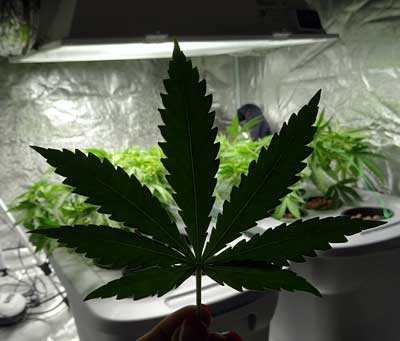 Cannabis leaf in front of a grow tent with vegetative plants inside