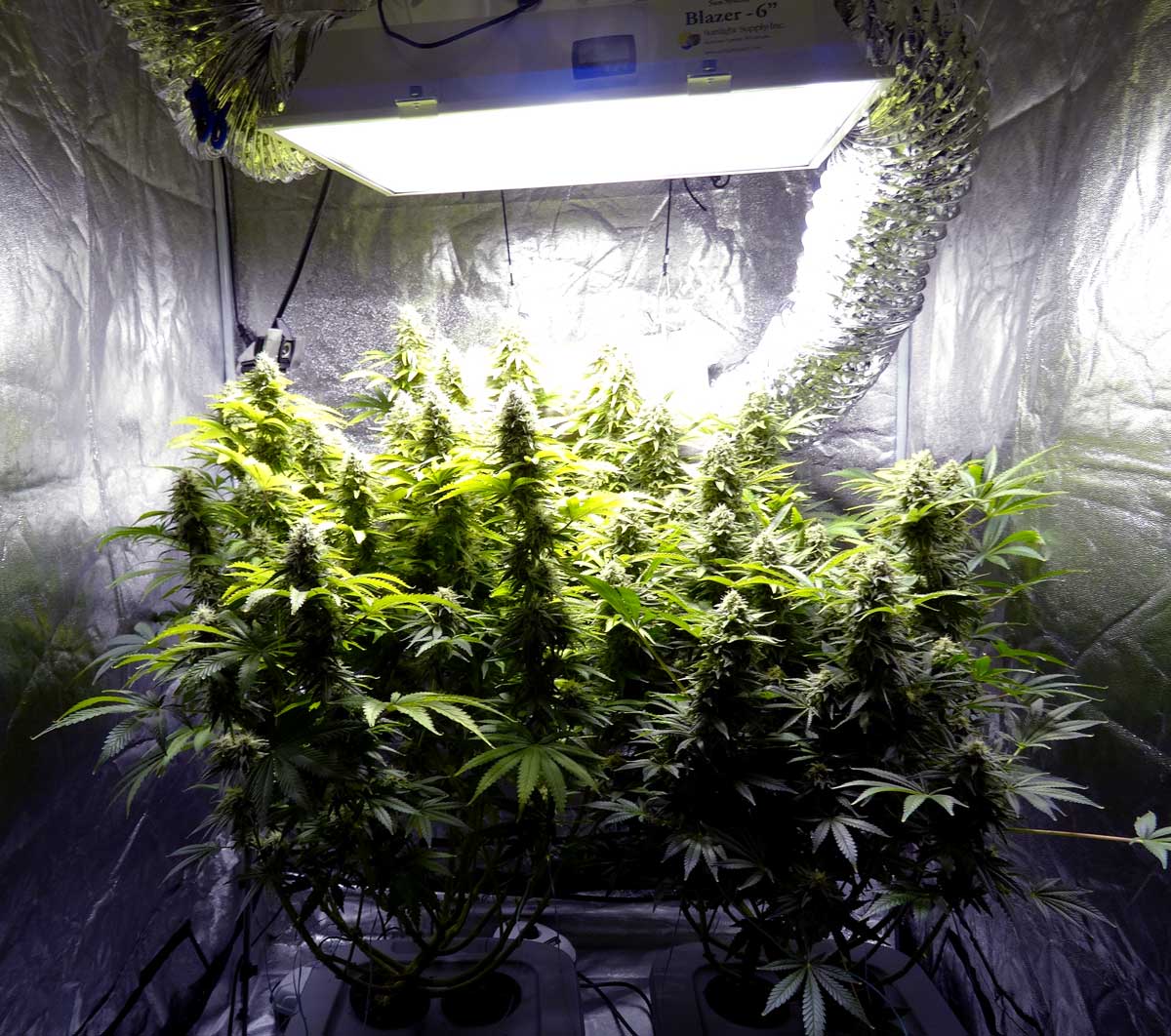 Indsprøjtning kalligraf Monica 600W MH/HPS Cannabis Grow Setup & Tutorial | Grow Weed Easy