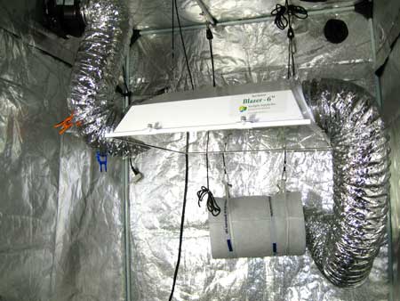 How to grow marijuana in a hydroponic tent