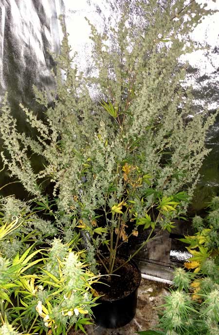 Another example of the Dr Grinspoon mutation on a cannabis plant