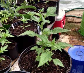 Example of the original Ducksfoot strain as a marijuana seedling