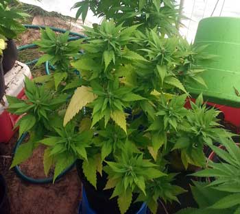 Example of a cannabis Ducksfoot plant that just started flowering