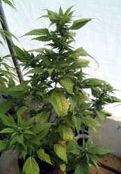 Example of a cannabis Ducksfeet strain!