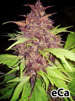 Closeup of the purple buds on a Frisian Duck cannabis plant that was grown oudoors