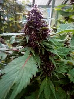 This bright purple bud was produced by a Frisian Duck marijuana plant