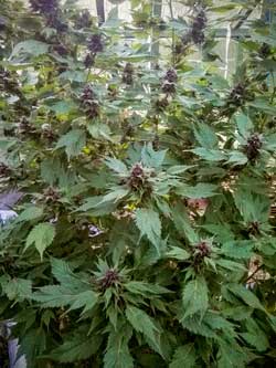 Example of another marijuana Frisian Duck plant with bright purple buds