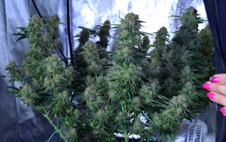 How to grow marijuana in a grow tent