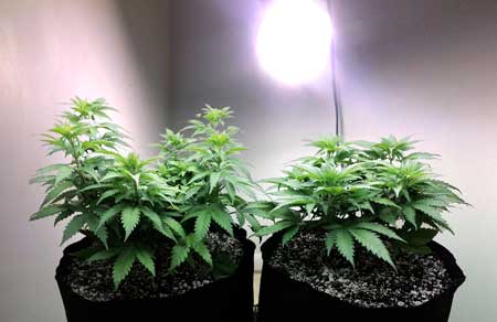 Even a single CFL light is enough to help your marijuana plant maintain its regular light cycles