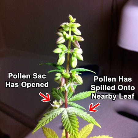 Male cannabis plant seeds