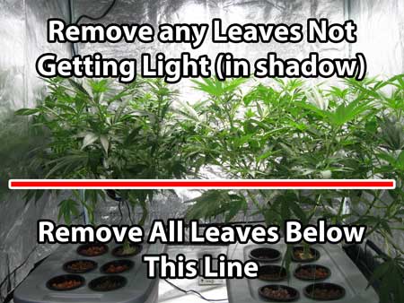 Best indoor weed growing tips