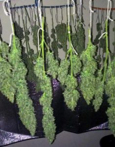 Cannabis buds after harvest drying upside down