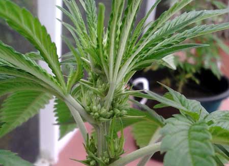 Male cannabis plant in the flowering stage - look at all those pollen sacs!
