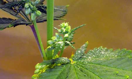 Male cannabis plant spilled pollen onto leaf