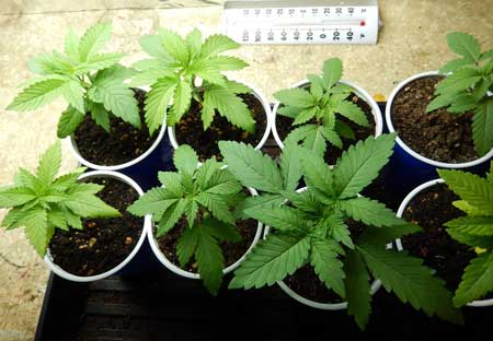 This happy little cannabis plants in solo cups are ready to be transplanted to bigger containers ASAP!