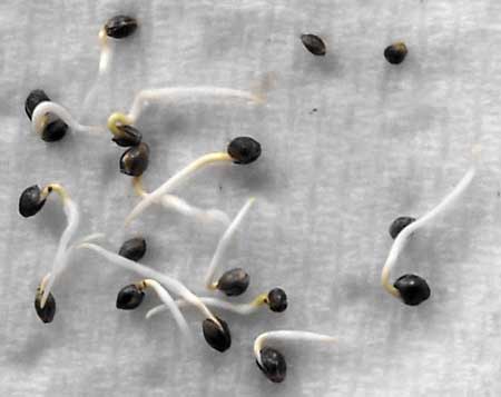 Growing cannabis from seed hydroponically
