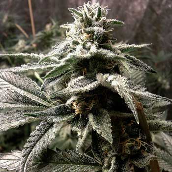 Example of cannabis buds with tons of sugar leaves like a sweet dusting all around the bud